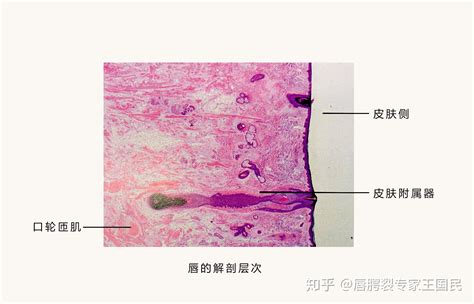 下嘴唇|唇的解剖